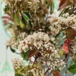 Červienka Fraserova (Photinia × fraseri) ´RED ROBIN´ - výška 160-170 cm, kont. C12L - NA KMIENKU